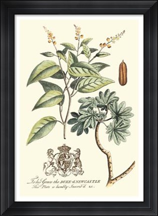 Framed Imperial Foliage IV Print