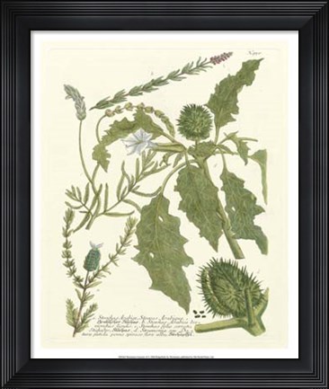Framed Greenery II Print