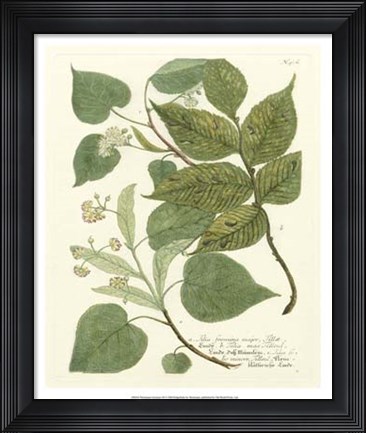 Framed Greenery III Print