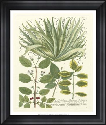 Framed Greenery IV Print