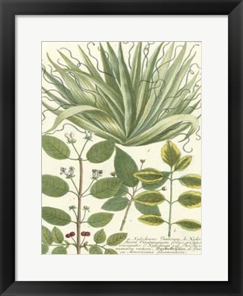 Framed Greenery IV Print