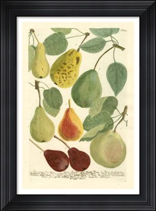 Framed Plentiful Pears I Print