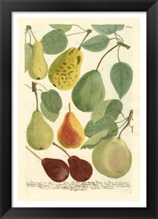 Framed Plentiful Pears I Print