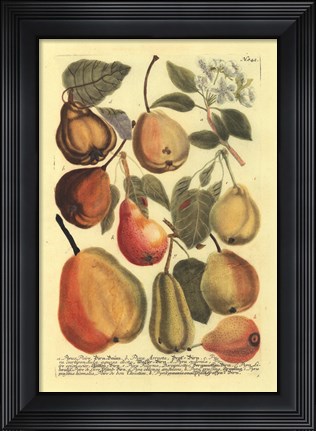 Framed Plentiful Pears II Print