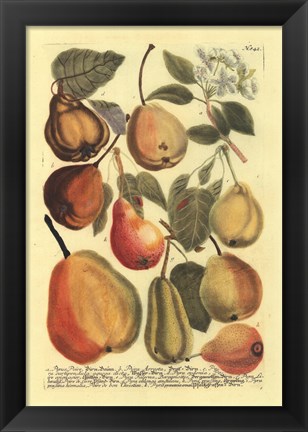 Framed Plentiful Pears II Print