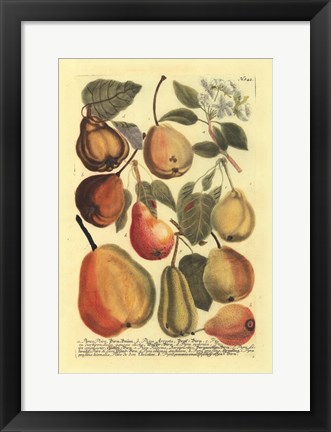 Framed Plentiful Pears II Print