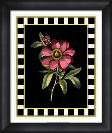 Framed Besler Pink Peony IV Print