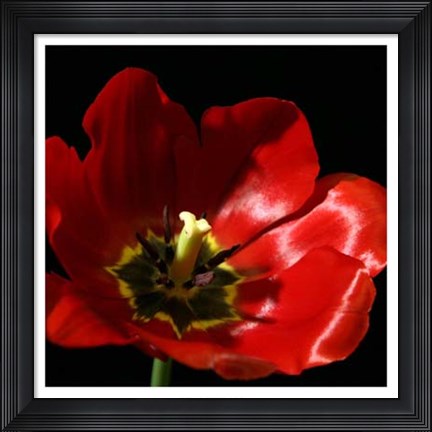 Framed Shimmering Tulips I Print