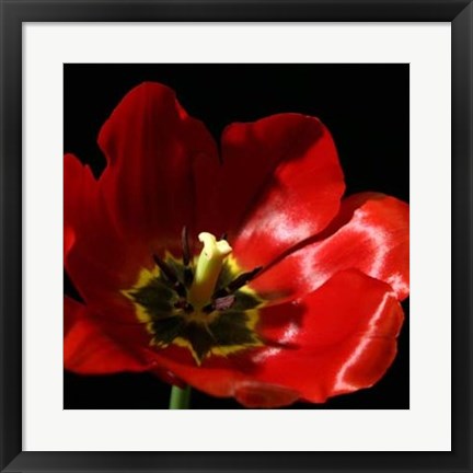 Framed Shimmering Tulips I Print