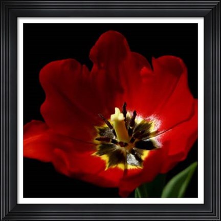 Framed Shimmering Tulips II Print