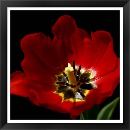 Framed Shimmering Tulips II Print