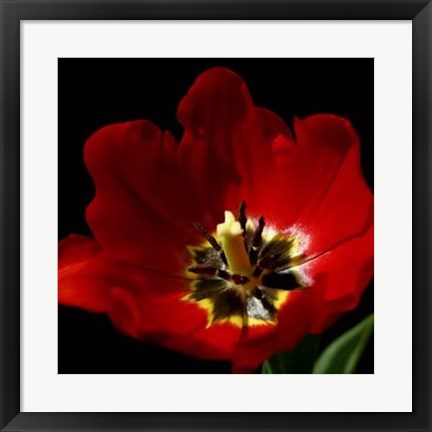 Framed Shimmering Tulips II Print