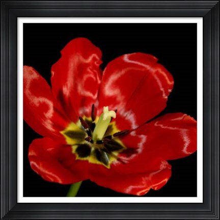 Framed Shimmering Tulips III Print