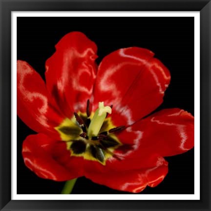 Framed Shimmering Tulips III Print