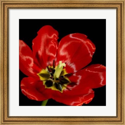Framed Shimmering Tulips III Print
