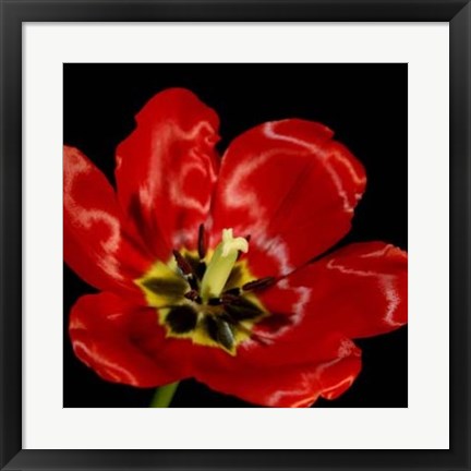 Framed Shimmering Tulips III Print