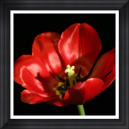 Framed Shimmering Tulips IV Print
