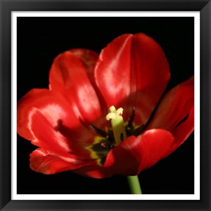 Framed Shimmering Tulips IV Print