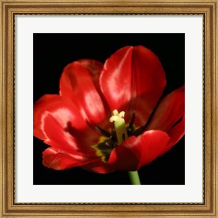 Framed Shimmering Tulips IV Print