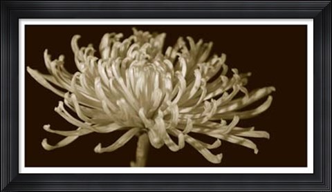 Framed Mammoth Mums I Print