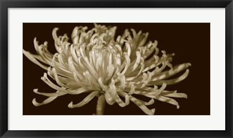 Framed Mammoth Mums I Print