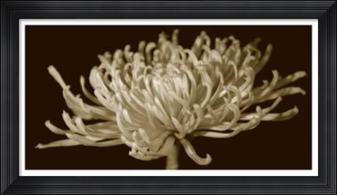 Framed Mammoth Mums II Print