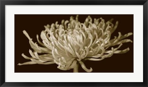 Framed Mammoth Mums II Print