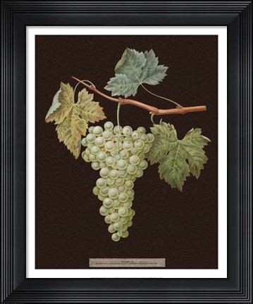 Framed White Grapes Print