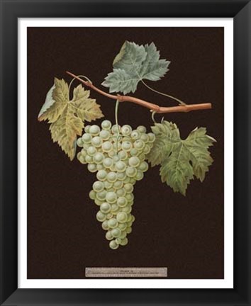 Framed White Grapes Print