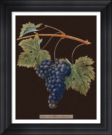 Framed Purple Grapes Print