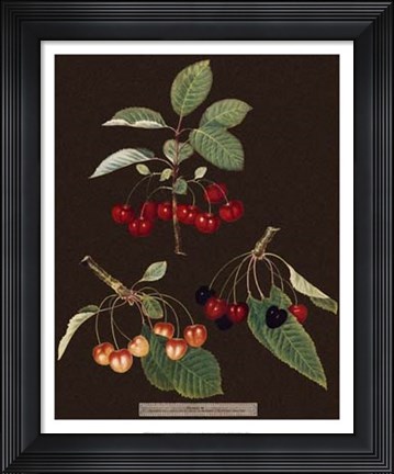 Framed Cherries Print