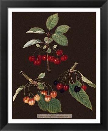 Framed Cherries Print