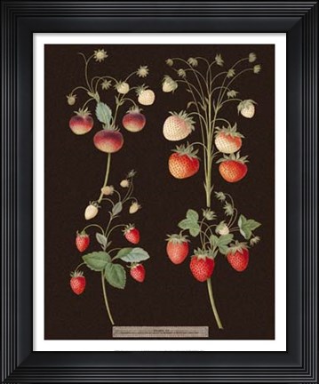 Framed Strawberries Print