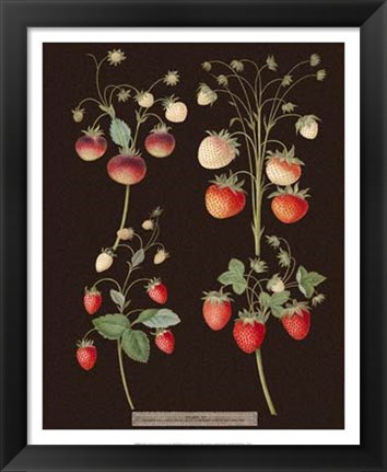 Framed Strawberries Print