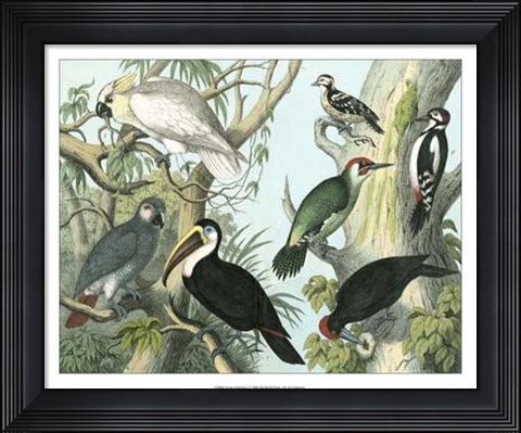 Framed Avian Collection I Print