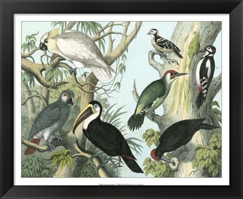 Framed Avian Collection I Print