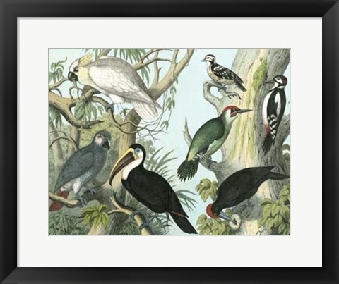 Framed Avian Collection I Print