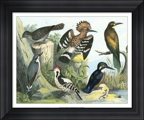 Framed Avian Collection II Print