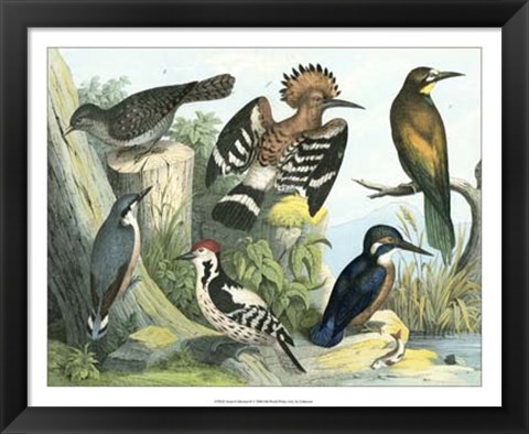 Framed Avian Collection II Print