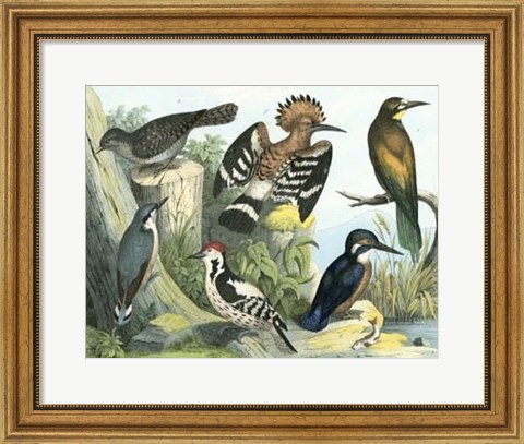 Framed Avian Collection II Print