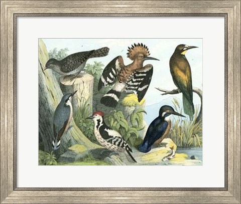 Framed Avian Collection II Print