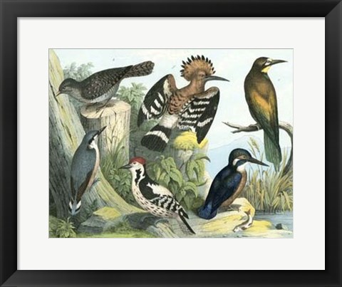 Framed Avian Collection II Print