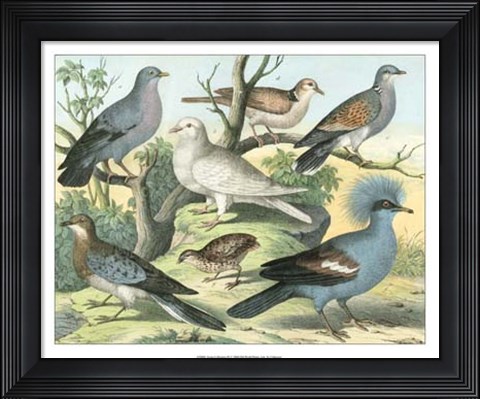 Framed Avian Collection III Print