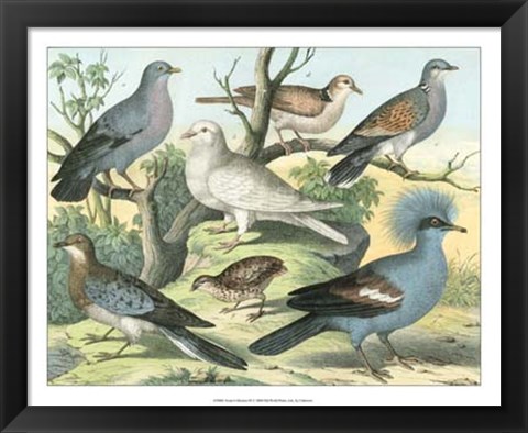 Framed Avian Collection III Print