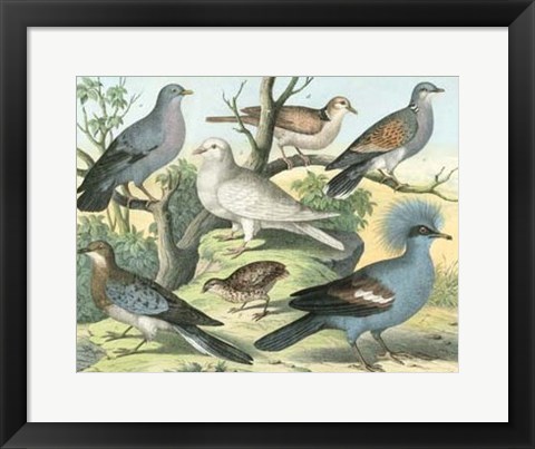 Framed Avian Collection III Print