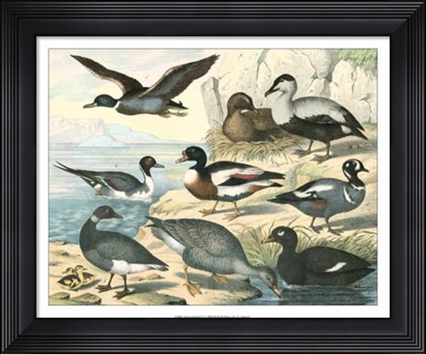 Framed Avian Collection IV Print