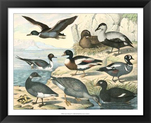 Framed Avian Collection IV Print