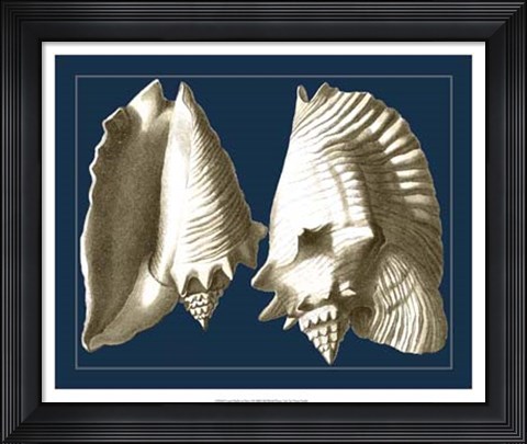 Framed Conch Shells on Navy I Print