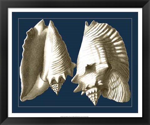 Framed Conch Shells on Navy I Print