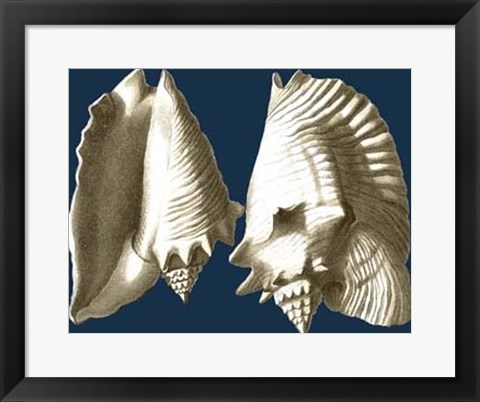 Framed Conch Shells on Navy I Print